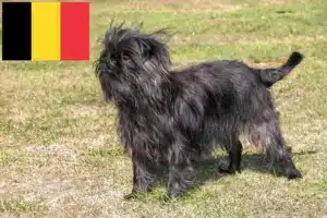 Read more about the article Criadores de Affenpinscher e cachorros na Bélgica