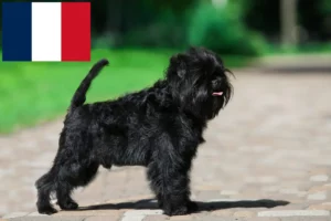 Read more about the article Criadores de Affenpinscher e cachorros em França