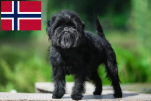 Read more about the article Criadores de Affenpinscher e cachorros na Noruega