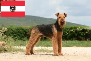 Read more about the article Criadores de Airedale Terrier e cachorros na Áustria