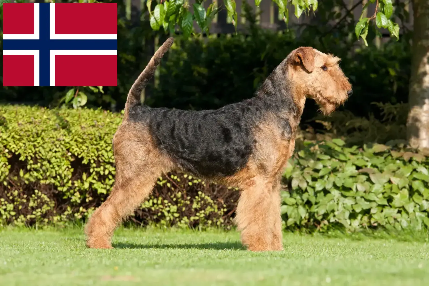 Cachorros e criadores de Airedale Terrier Noruega Encontrar criadores de Airedale Terrier na Noruega.