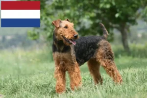 Read more about the article Criadores e cachorros de Airedale Terrier nos Países Baixos