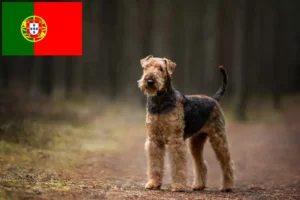 Read more about the article Criadores de Airedale Terrier e cachorros em Portugal