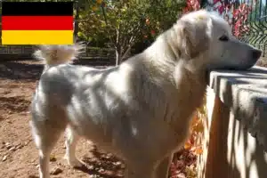 Read more about the article Criadores de Akbash e cachorros na Alemanha