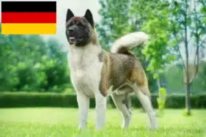 Read more about the article Criadores de Akita e cachorros na Alemanha