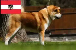 Read more about the article Criadores de Akita e cachorros na Áustria