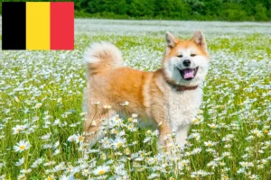 Read more about the article Criadores de Akita e cachorros na Bélgica