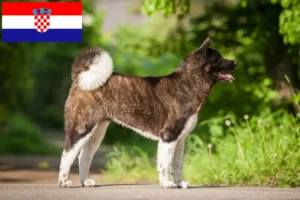 Read more about the article Criadores de Akita e cachorros na Croácia
