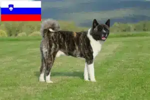 Read more about the article Criadores de Akita e cachorros na Eslovénia