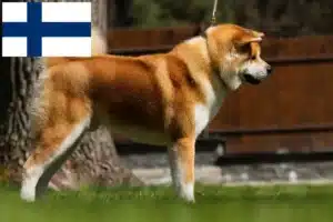 Read more about the article Criadores de Akita e cachorros na Finlândia