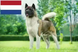 Read more about the article Criadores de Akita e cachorros nos Países Baixos