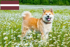 Read more about the article Criadores de Akita e cachorros na Letónia