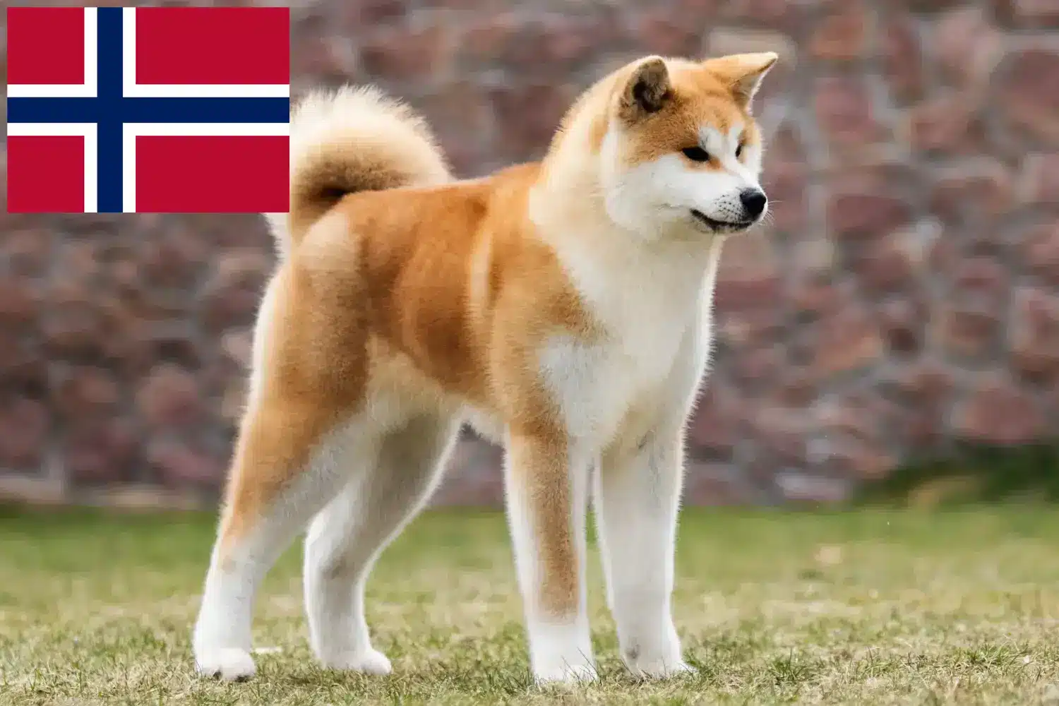 Akita cachorros e criadores Noruega Aqui pode encontrar criadores de Akita na Noruega.