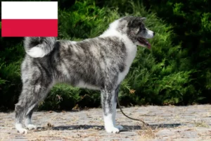 Read more about the article Criadores de Akita e cachorros na Polónia