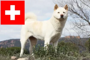 Read more about the article Criadores de Akita e cachorros na Suíça