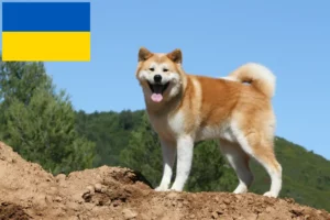 Read more about the article Criadores de Akita e cachorros na Ucrânia