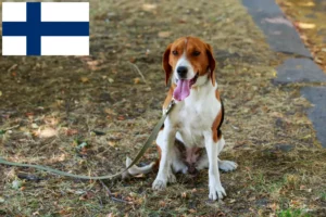 Read more about the article Criadores de Foxhound americano e cachorros na Finlândia