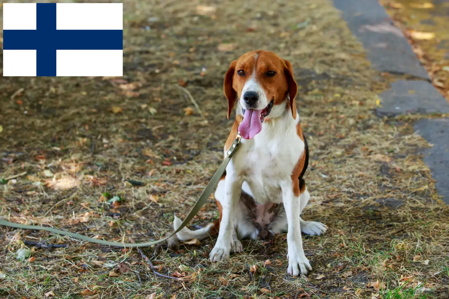 Cachorros Foxhound americanos e criadores Finlândia Encontre aqui criadores de American Foxhounds na Finlândia.