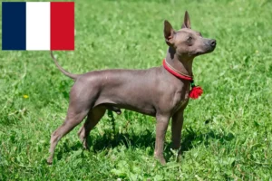 Read more about the article Criadores e cachorros de American Hairless Terrier em França