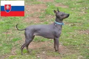 Read more about the article Criadores de American Hairless Terrier e cachorros na Eslováquia