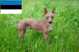 Read more about the article Criadores de American Hairless Terrier e cachorros na Estónia