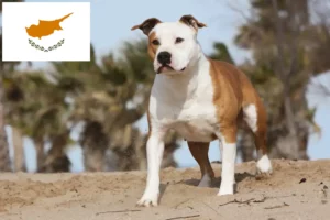 Read more about the article Criadores e cachorros de American Staffordshire Terrier em Chipre