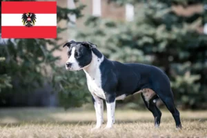 Read more about the article Criadores e cachorros de American Staffordshire Terrier na Áustria