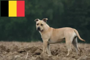 Read more about the article Criadores e cachorros de American Staffordshire Terrier na Bélgica