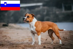 Read more about the article Criadores e cachorros de American Staffordshire Terrier na Eslovénia