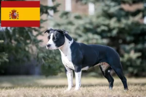 Read more about the article Criadores e cachorros de American Staffordshire Terrier em Espanha