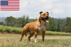 Read more about the article Criadores e cachorros de American Staffordshire Terrier nos EUA