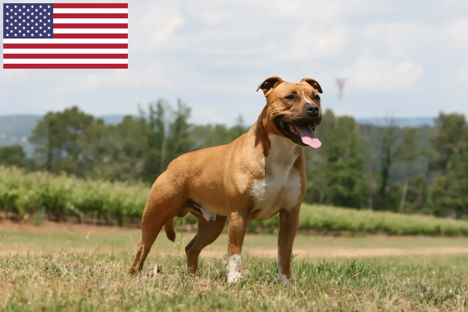 American Staffordshire Terrier cachorros e criadores EUA Encontre aqui criadores de American Staffordshire Terrier nos EUA.