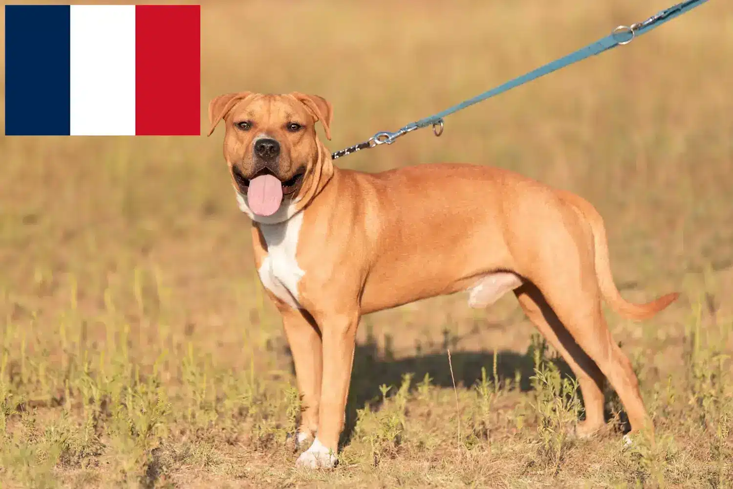 American Staffordshire Terrier cachorros e criadores França Encontre aqui criadores de American Staffordshire Terrier em França.