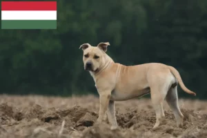 Read more about the article Criadores e cachorros de American Staffordshire Terrier na Hungria