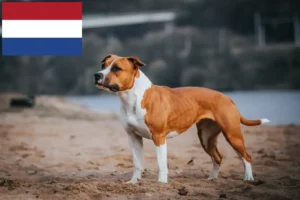 Read more about the article Criadores e cachorros de American Staffordshire Terrier nos Países Baixos