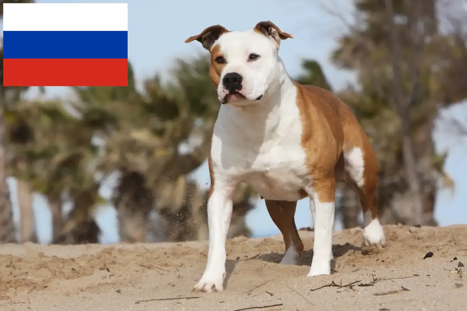 Cachorros e criadores de American Staffordshire Terrier Rússia Encontre aqui criadores de American Staffordshire Terrier na Rússia.
