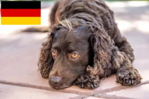 Read more about the article Criadores de American Water Spaniel e cachorros na Alemanha