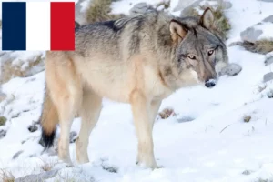 Read more about the article Criadores de American Wolfhound e cachorros em França