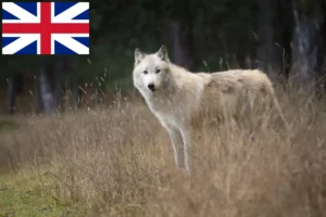 Read more about the article Criadores de American Wolfhound e cachorros na Grã-Bretanha