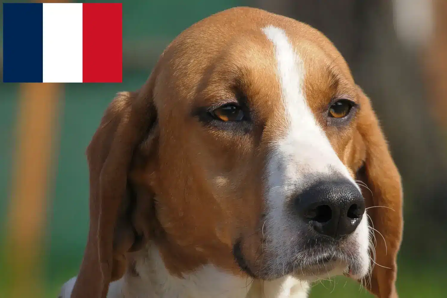 Read more about the article Anglo-Français de Petite Vénerie criadores e cachorros na Reunião
