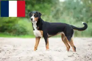 Read more about the article Cão de montanha de Appenzell criador e cachorros em França