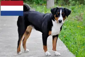 Read more about the article Criador de cães de montanha Appenzell e cachorros nos Países Baixos