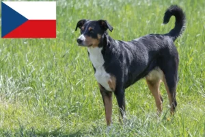 Read more about the article Appenzell Mountain Dog Breeder e cachorros na República Checa