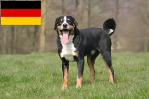 Read more about the article Appenzell Mountain Dog Criadores e cachorros na Alemanha