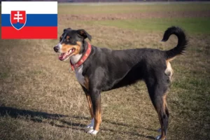 Read more about the article Appenzell Mountain Dog Breeder e cachorros na Eslováquia