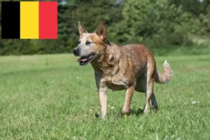 Read more about the article Criadores de Australian Cattle Dog e cachorros na Bélgica