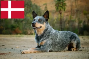 Read more about the article Criadores de Australian Cattle Dog e cachorros na Dinamarca