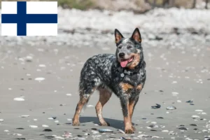 Read more about the article Criadores de Australian Cattle Dog e cachorros na Finlândia