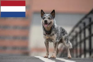 Read more about the article Criadores de Australian Cattle Dog e cachorros nos Países Baixos