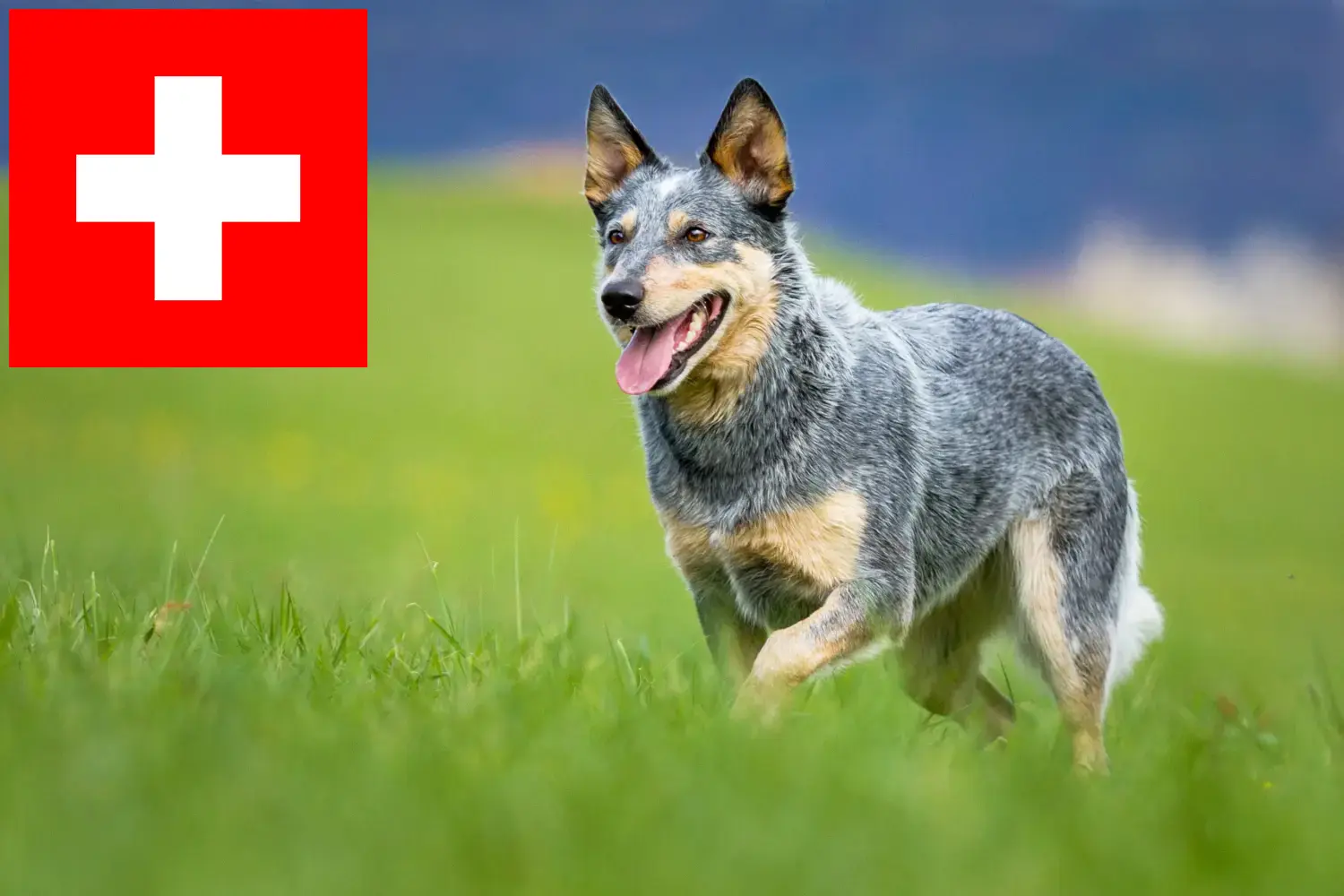 Read more about the article Criadores de Australian Cattle Dog e cachorros na Suíça